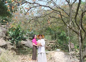 Exploring the Enchanting Nam Anh Ancient Rose Garden: A Floral Highlight in Uncle Ho's Hometown - image 4