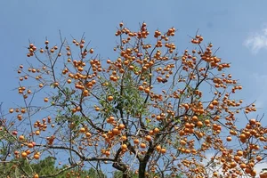 Exploring the Enchanting Nam Anh Ancient Rose Garden: A Floral Highlight in Uncle Ho's Hometown - image 1
