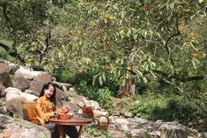Exploring the Enchanting Nam Anh Ancient Rose Garden: A Floral Highlight in Uncle Ho's Hometown - image 6