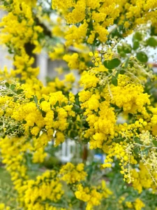 Dreamy Garden Inspiration: A Tour of Artist Hong Dao’s Picturesque Home and Floral Paradise - image 3
