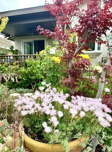 Dreamy Garden Inspiration: A Tour of Artist Hong Dao’s Picturesque Home and Floral Paradise - image 12