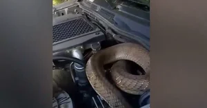Shocking Discovery: Finding Hidden Creatures Inside Your Car Engine During Routine Maintenance - image 1