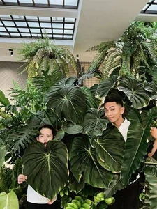 Exploring the Lush and Serene Home Garden of Khanh Thi and Phan Hien - image 0
