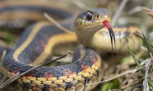 Exotic Snake Cuisines Around the World and Vietnam’s Unique Culinary Traditions - image 2