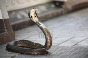 Exotic Snake Cuisines Around the World and Vietnam’s Unique Culinary Traditions - image 8