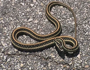Exotic Snake Cuisines Around the World and Vietnam’s Unique Culinary Traditions - image 5