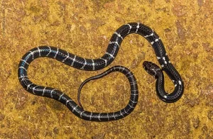 Exotic Snake Cuisines Around the World and Vietnam’s Unique Culinary Traditions - image 4