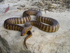 Exotic Snake Cuisines Around the World and Vietnam’s Unique Culinary Traditions - image 0