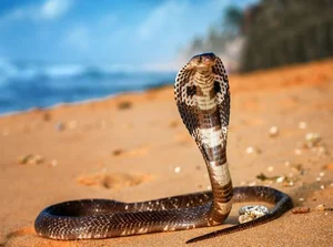 Exotic Snake Cuisines Around the World and Vietnam’s Unique Culinary Traditions - image 1