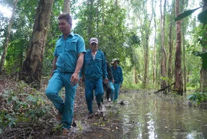 Wildlife Wonders: The Massive Bird Breeding Grounds of Dong Thap - image 8