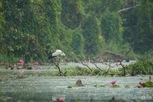 Wildlife Wonders: The Massive Bird Breeding Grounds of Dong Thap - image 2