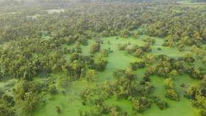 Wildlife Wonders: The Massive Bird Breeding Grounds of Dong Thap - image 3