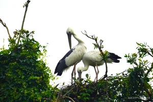 Wildlife Wonders: The Massive Bird Breeding Grounds of Dong Thap - image 9