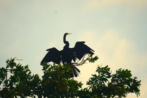Wildlife Wonders: The Massive Bird Breeding Grounds of Dong Thap - image 1