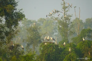 Wildlife Wonders: The Massive Bird Breeding Grounds of Dong Thap - image 0