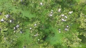 Wildlife Wonders: The Massive Bird Breeding Grounds of Dong Thap - image 11
