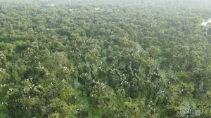 Wildlife Wonders: The Massive Bird Breeding Grounds of Dong Thap - image 5