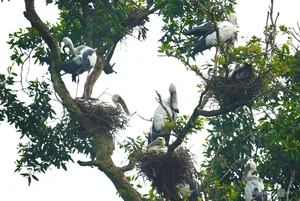 Wildlife Wonders: The Massive Bird Breeding Grounds of Dong Thap - image 4