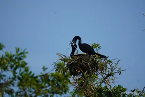 Wildlife Wonders: The Massive Bird Breeding Grounds of Dong Thap - image 6