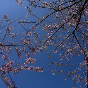 Pha Noi Cherry Blossoms: The Beauty of Nghe An's Western Region Awakens Spring - image 3