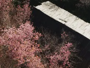 Pha Noi Cherry Blossoms: The Beauty of Nghe An's Western Region Awakens Spring - image 0