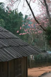 Pha Noi Cherry Blossoms: The Beauty of Nghe An's Western Region Awakens Spring - image 6