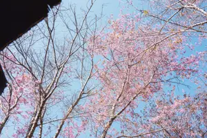 Pha Noi Cherry Blossoms: The Beauty of Nghe An's Western Region Awakens Spring - image 1