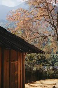 Pha Noi Cherry Blossoms: The Beauty of Nghe An's Western Region Awakens Spring - image 8