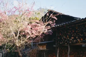 Pha Noi Cherry Blossoms: The Beauty of Nghe An's Western Region Awakens Spring - image 4