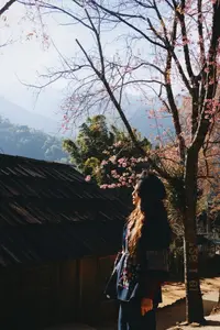 Pha Noi Cherry Blossoms: The Beauty of Nghe An's Western Region Awakens Spring - image 2