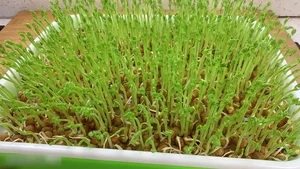 The Health Benefits of Pea Sprouts: A Superfood for Liver Detox and Improved Vision - image 1