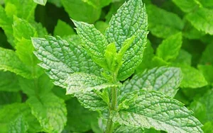 3 Best Edible Indoor Plants to Repel Mosquitoes and Enhance Your Cooking - image 2