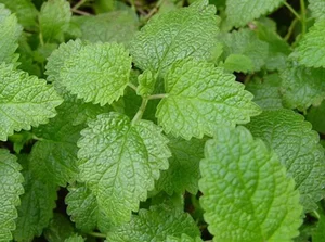 3 Best Edible Indoor Plants to Repel Mosquitoes and Enhance Your Cooking - image 9