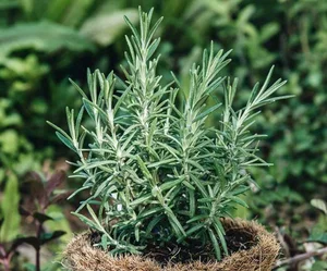 3 Best Edible Indoor Plants to Repel Mosquitoes and Enhance Your Cooking - image 8
