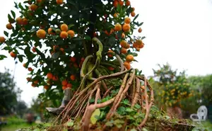 Admire the Unique Root-Over-Rock Kumquat Tree for Lunar New Year - Artistic Beauty and Feng Shui Meaning. - image 5