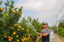 Admire the Unique Root-Over-Rock Kumquat Tree for Lunar New Year - Artistic Beauty and Feng Shui Meaning. - image 3