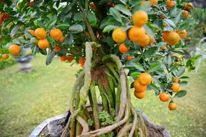 Admire the Unique Root-Over-Rock Kumquat Tree for Lunar New Year - Artistic Beauty and Feng Shui Meaning. - image 0
