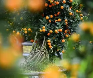 Admire the Unique Root-Over-Rock Kumquat Tree for Lunar New Year - Artistic Beauty and Feng Shui Meaning. - image 7