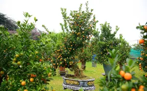 Admire the Unique Root-Over-Rock Kumquat Tree for Lunar New Year - Artistic Beauty and Feng Shui Meaning. - image 11