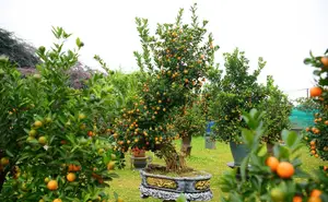 Admire the Unique Root-Over-Rock Kumquat Tree for Lunar New Year - Artistic Beauty and Feng Shui Meaning. - image 6