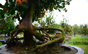 Admire the Unique Root-Over-Rock Kumquat Tree for Lunar New Year - Artistic Beauty and Feng Shui Meaning. - image 4