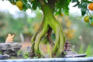 Admire the Unique Root-Over-Rock Kumquat Tree for Lunar New Year - Artistic Beauty and Feng Shui Meaning. - image 9