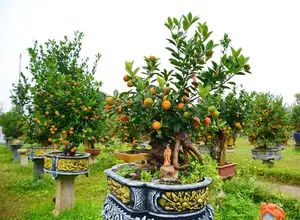 Admire the Unique Root-Over-Rock Kumquat Tree for Lunar New Year - Artistic Beauty and Feng Shui Meaning. - image 1