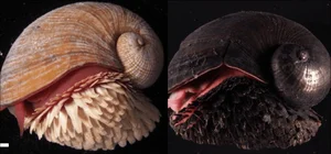 The Incredible Iron-Scaled Snail: A Deep-Sea Mystery of Evolution and Natural Armor - image 0