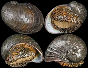 The Incredible Iron-Scaled Snail: A Deep-Sea Mystery of Evolution and Natural Armor - image 3