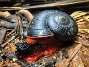 The Incredible Iron-Scaled Snail: A Deep-Sea Mystery of Evolution and Natural Armor - image 2