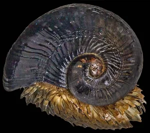 The Incredible Iron-Scaled Snail: A Deep-Sea Mystery of Evolution and Natural Armor - image 4