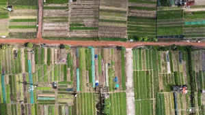 Tra Que Vegetable Village: Recognized as One of the Best Tourism Villages Globally - image 11