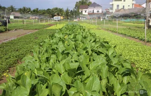 Tra Que Vegetable Village: Recognized as One of the Best Tourism Villages Globally - image 7