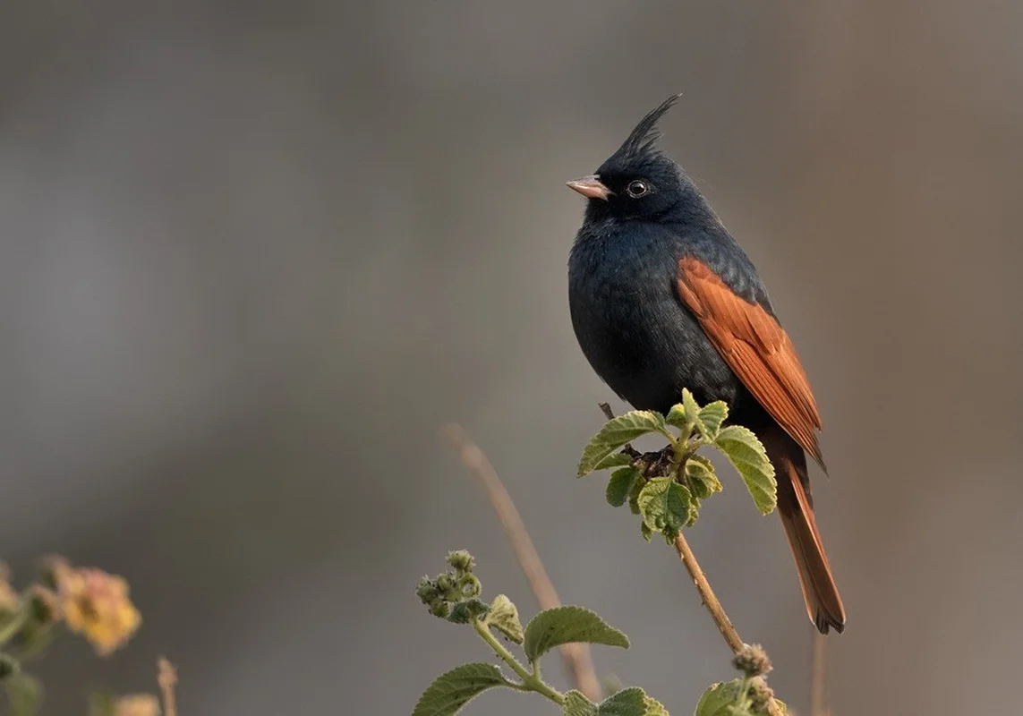 Discovering the Rare and Unique Bunting Bird Species Found in the Wild Landscapes of Vietnam